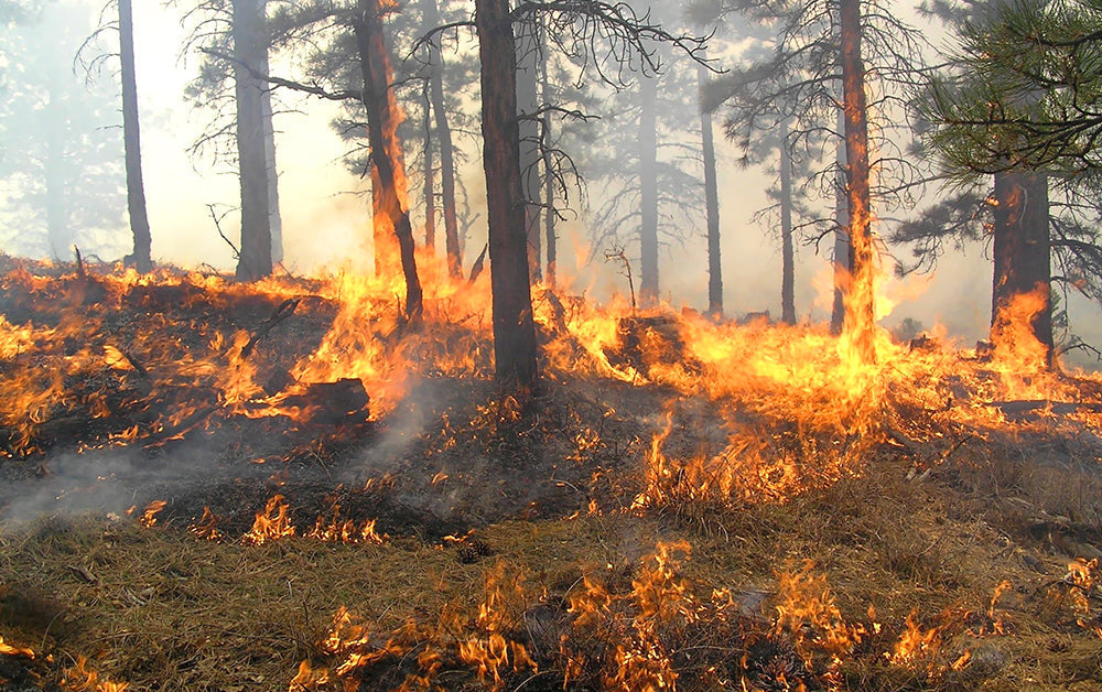 U.S. Wildfire Season Breaks Records — Experts Say Check Your Smoke Alarms